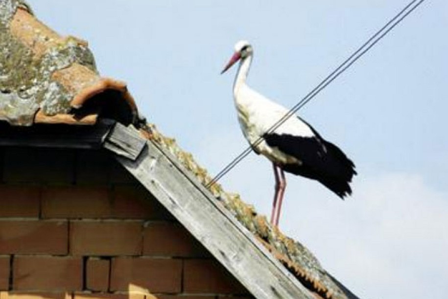 Rode letele tri meseca da bi stigle na Palić