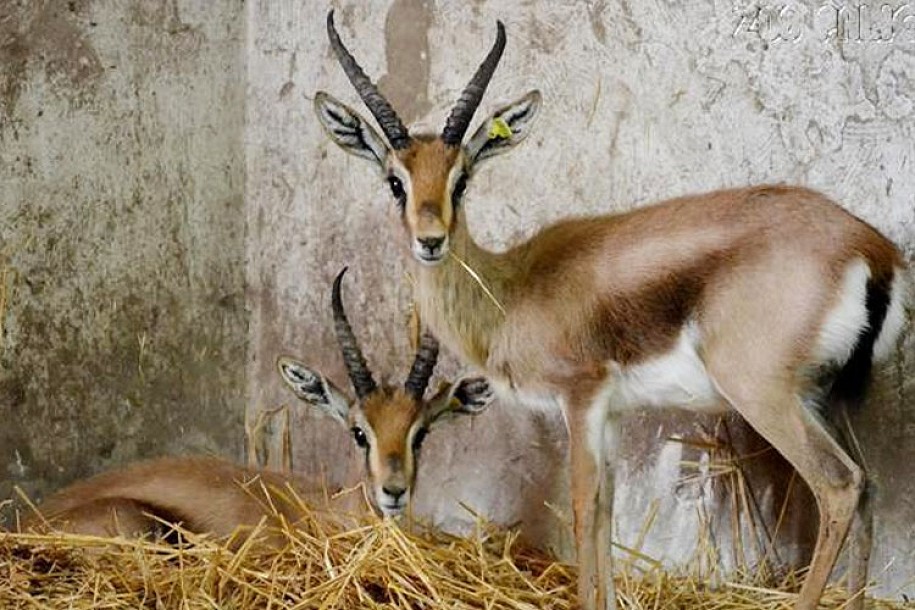 Gazela pobegla iz ZOO vrta pa zaplivala u Palićkom jezeru