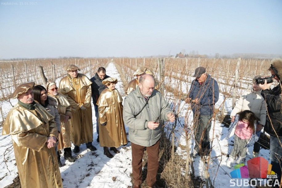 Orezivanje vinove loze u Hajdukovu