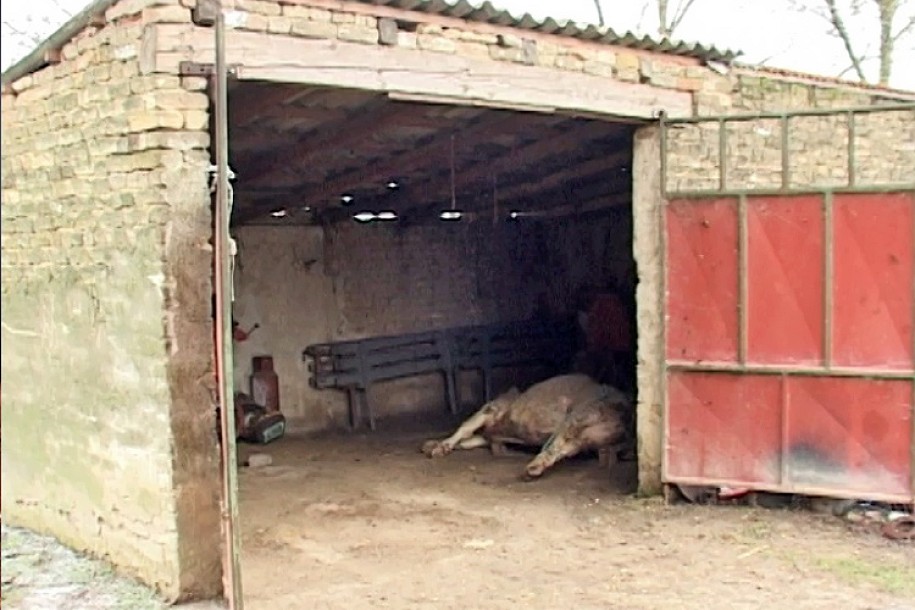 Problem sa odnošenjem leševa životinja eskalira