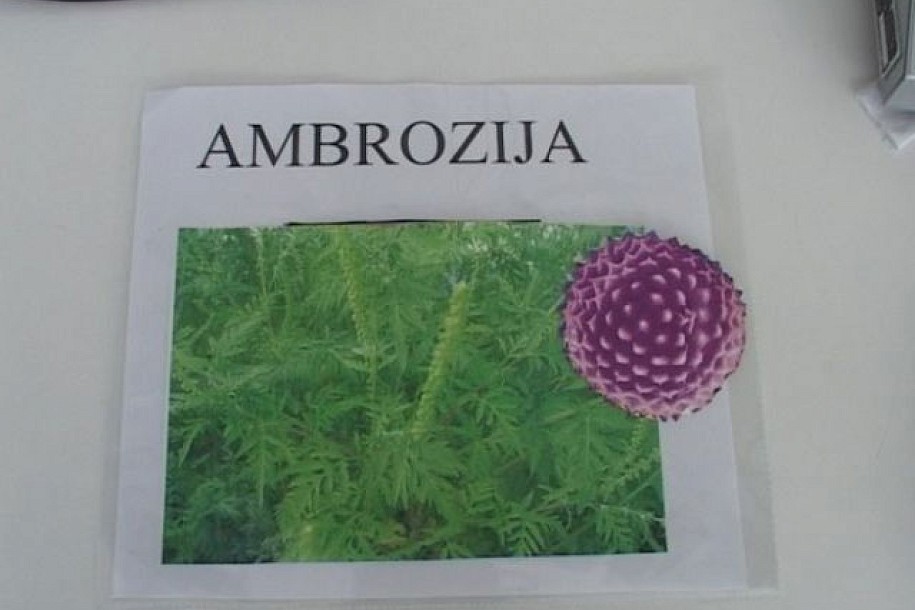 Ove nedelje niže koncentracije polena