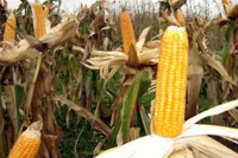 Interventni otkup kukuruza