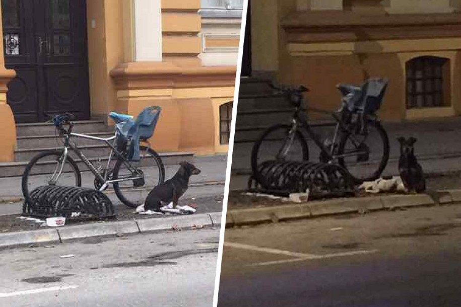 Subotički "Hačiko" našao gazdu