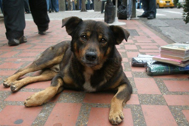 Čipovanje može spasiti život kućnim ljubimcima