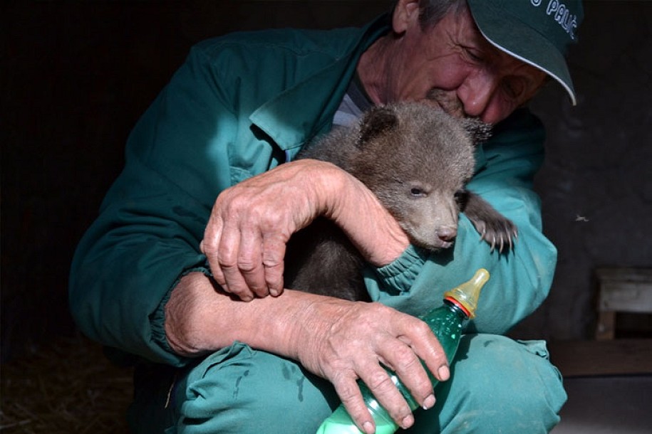 Zoo vrt "Palić" dobio na prihvat 3 mečeta mrkog medveda