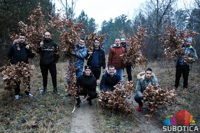 Subotičani u manjim grupama išli po badnjake, ističu da je važno očuvati tradiciju