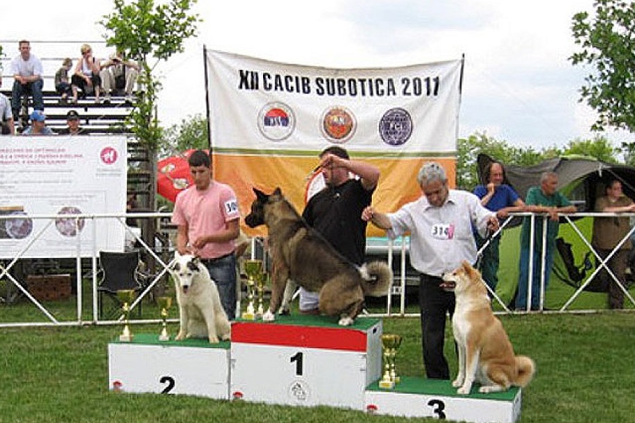 Međunarodna izložba pasa svih rasa - CACIB 2013