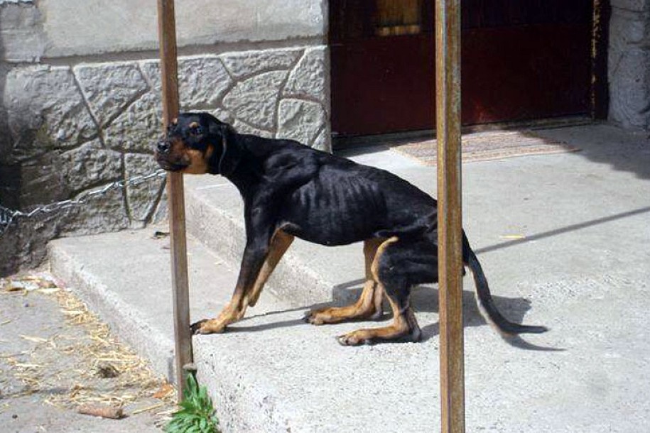 Nebriga o kućnim ljubimcima