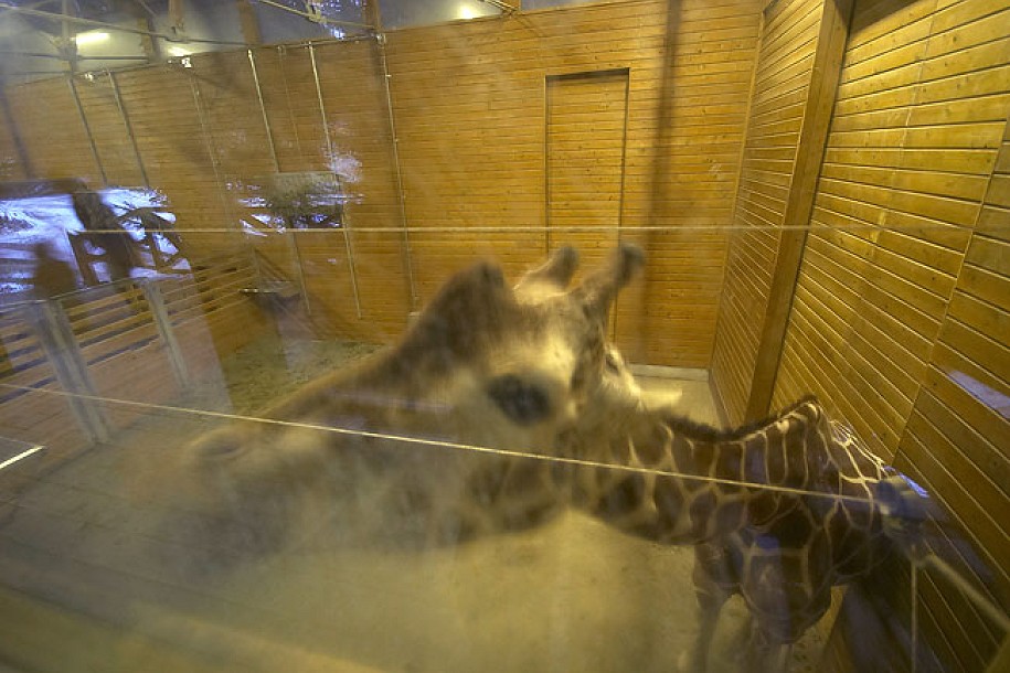 Prinova u palićkom Zoo vrtu