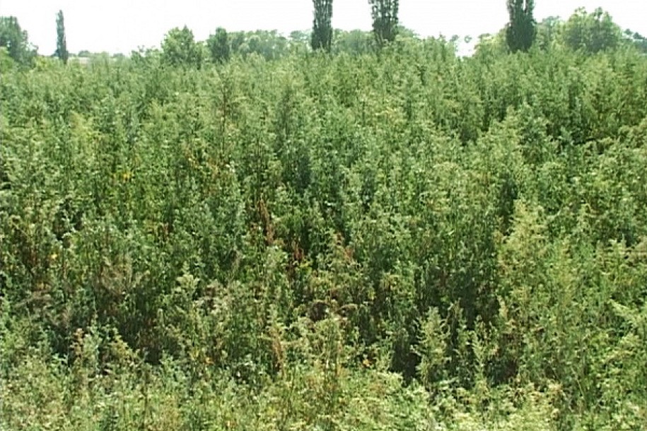 Zakorovljena Prozivka