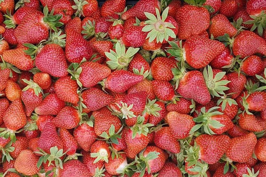 Jagode dobro rodile – padaće i cena