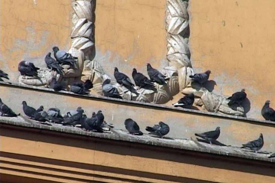 Hranjenje ptica tokom zime