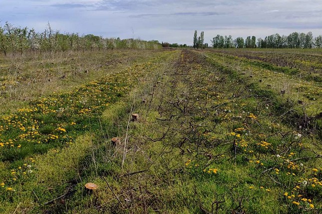 Da li tavankutska jabuka odlazi u zaborav? Iskrčeno više od polovine voćnjaka