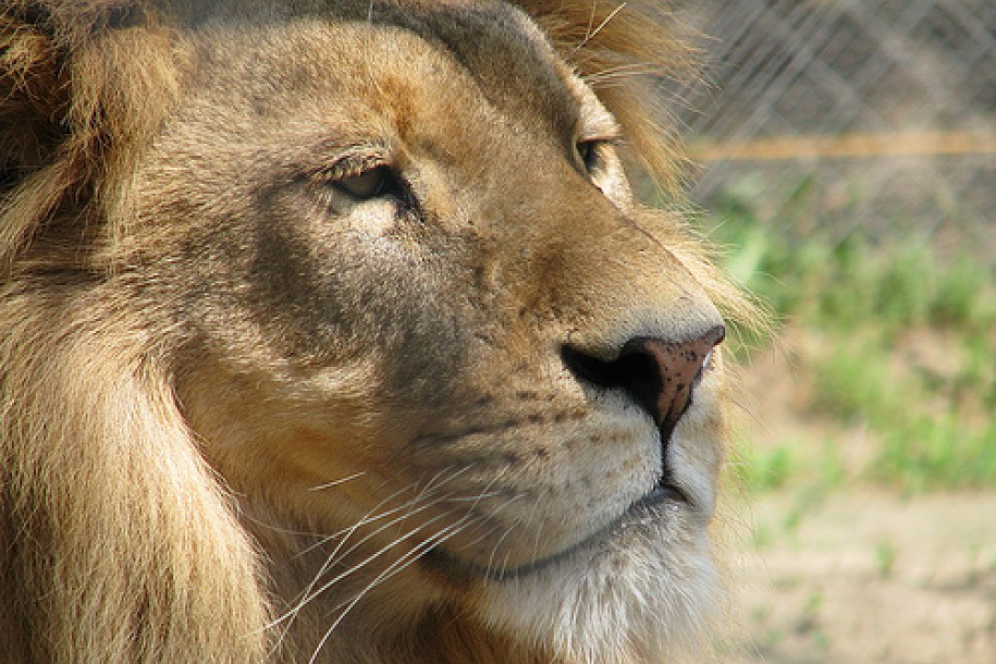 Saradnja zooloških vrtova Subotice i Segedina