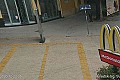 Gradski trg - korzo