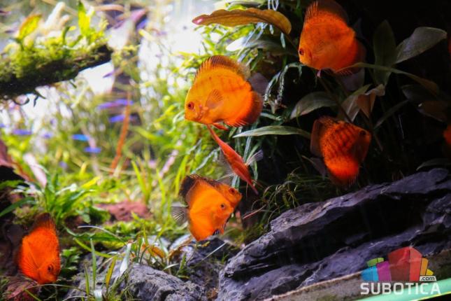 "Aquascape" donosi prirodu u vaš prostor