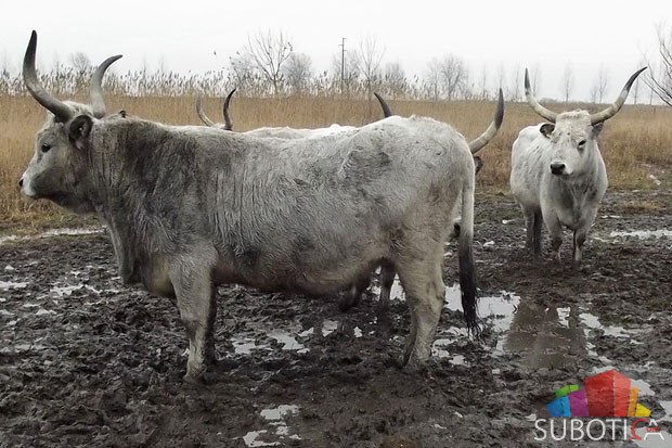 Podolska goveda održavaju okolinu Palićkog jezera