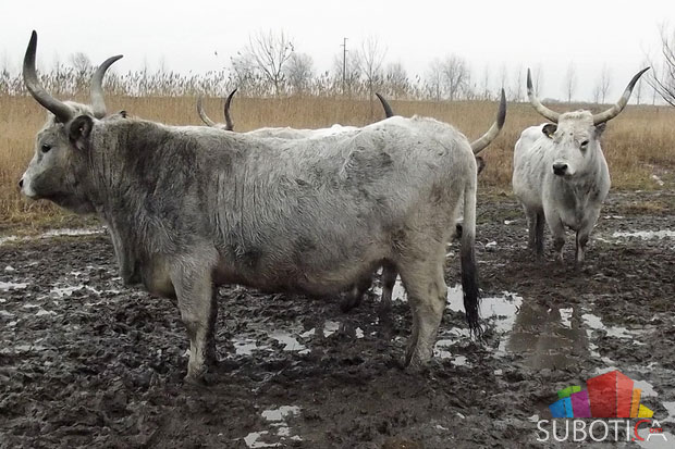 Podolska goveda dobila prinove