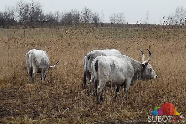Podolska goveda održavaju okolinu Palićkog jezera