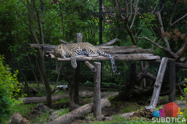 Persijski leopard Simba novi stanovnik Zoo vrta