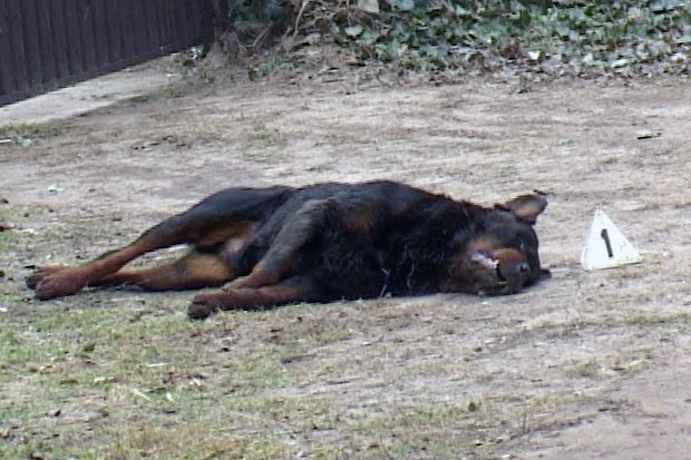 Preminula starija žena nakon što ju je izujedao vlastiti pas
