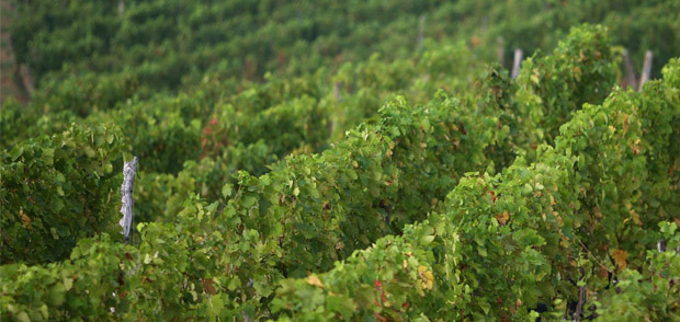 Subotica među 52 svetske destinacije koje treba posetiti u 2014. godini