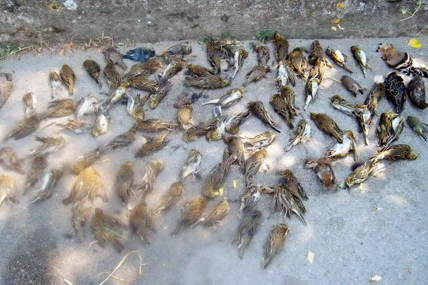 Podrška "Palićkoj inicijativi"