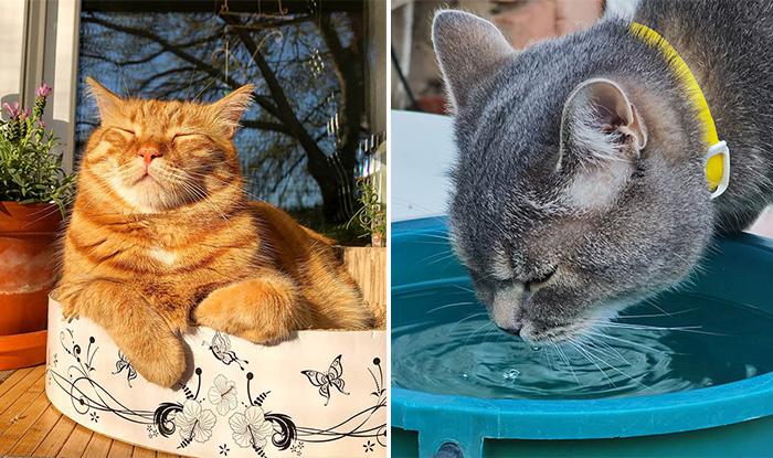 Visoke temperature ne prijaju životinjama: kako zaštititi kućne ljubimce?