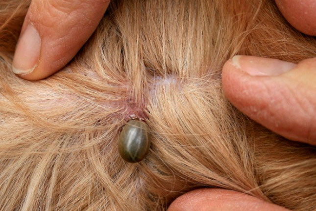 Krpelji sve aktivniji - kako prepoznati lajmsku bolest?