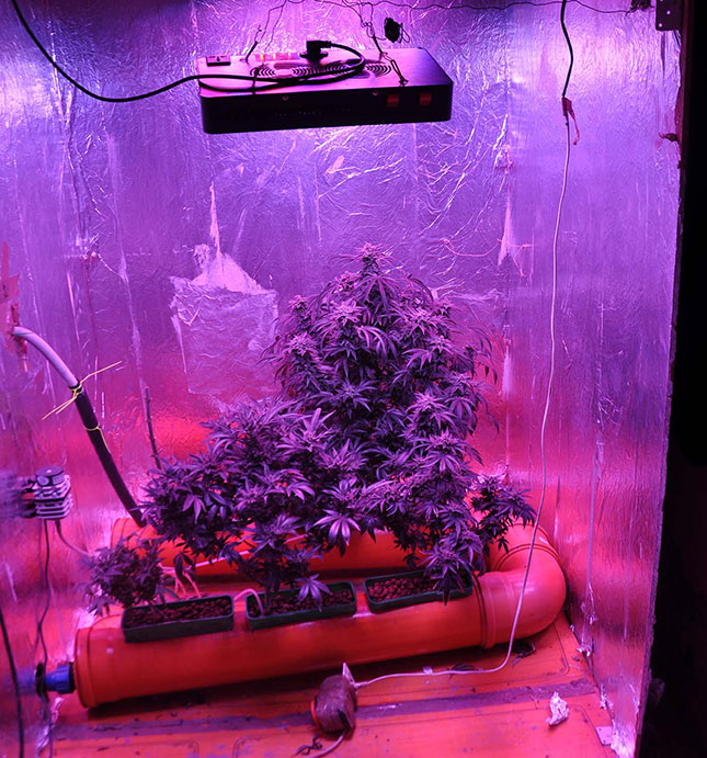 Otkrivena laboratorija za uzgoj marihuane, uhapšena jedna osoba