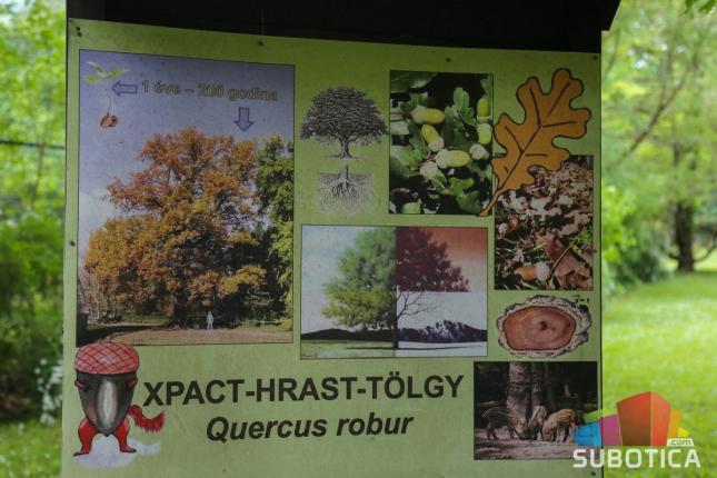 Hrast star 300 godina krasi park Zoo vrta