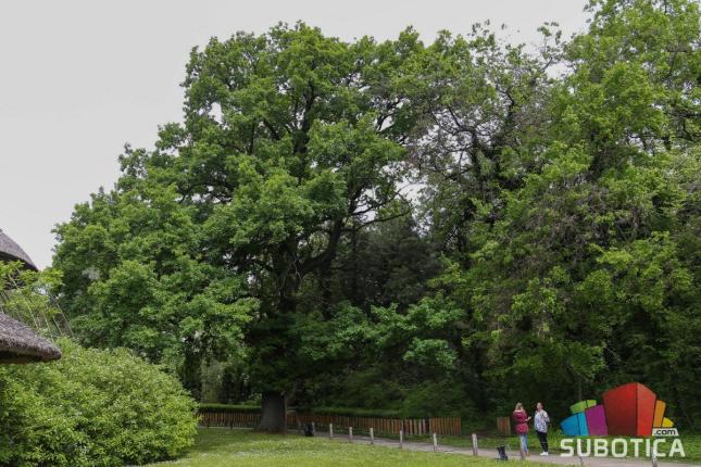 Hrast star 300 godina krasi park Zoo vrta