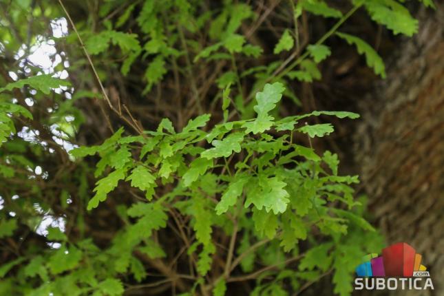 Hrast star 300 godina krasi park Zoo vrta