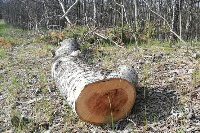Seča šume na Tresetu uznemirila građane, nadležni tvrde da je planski i da se paralelno radi na pošumljavanju