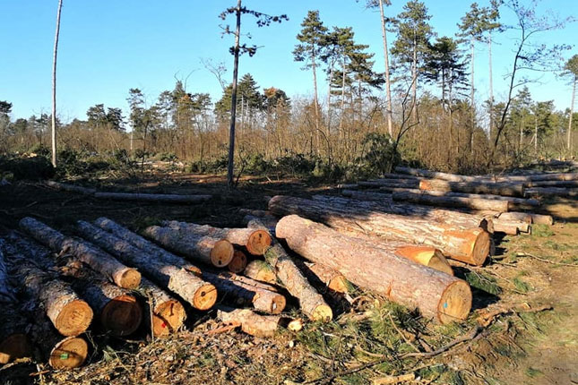 Seča šume na Tresetu uznemirila građane, nadležni tvrde da je planski i da se paralelno radi na pošumljavanju