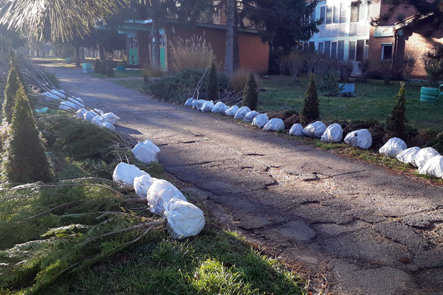 Udruženje "Zelena oaza" ozelenilo školska dvorišta