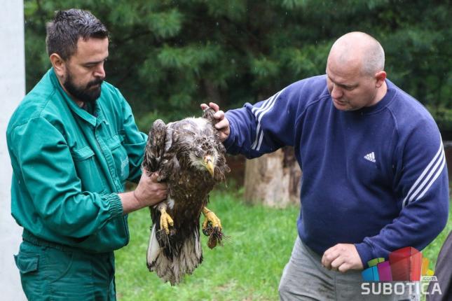 Spasen orao belorepan vraćen u prirodu
