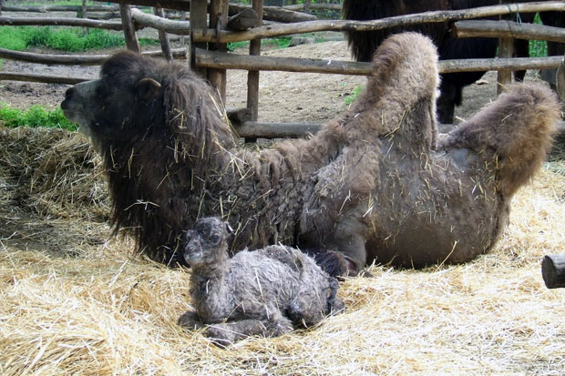 Mladunče dvogrbe kamile prinova u Zoo vrtu "Palić"