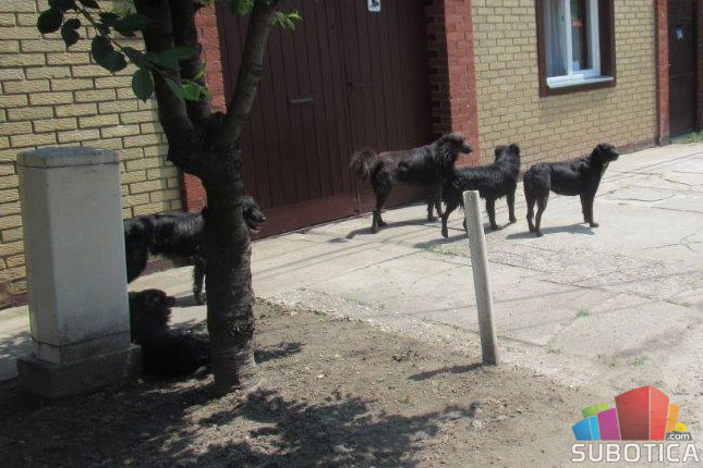 Stanovnike Teslinog naselja muče psi lutalice, "Zoohigijena" intervenisala 77 puta