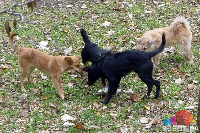 Stanovnike Teslinog naselja muče psi lutalice, "Zoohigijena" intervenisala 77 puta