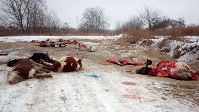 Pokret DJB: Rešiti problem odnošenja uginulih domaćih životinja