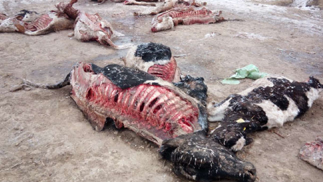 Pokret DJB: Rešiti problem odnošenja uginulih domaćih životinja