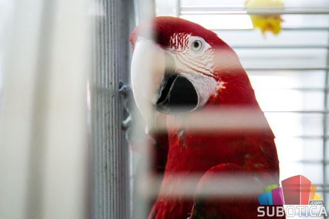 Zelenokrila ara novi stanovnik Prihvatilišta Zoološkog vrta na Paliću