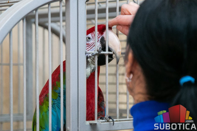 Zelenokrila ara novi stanovnik Prihvatilišta Zoološkog vrta na Paliću