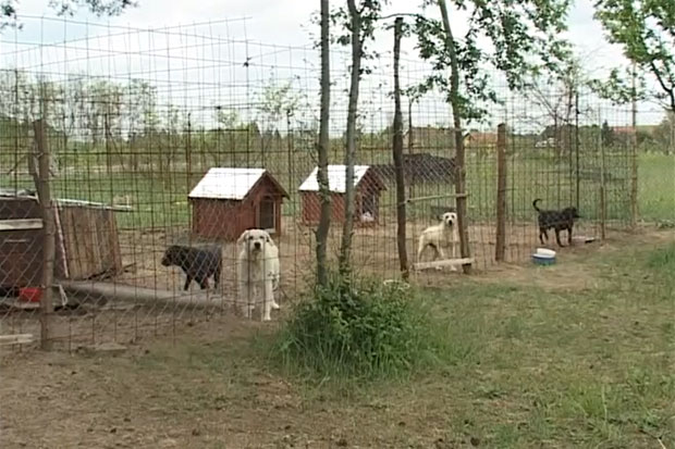 Vetzavod donirao tonu hrane azilu za pse