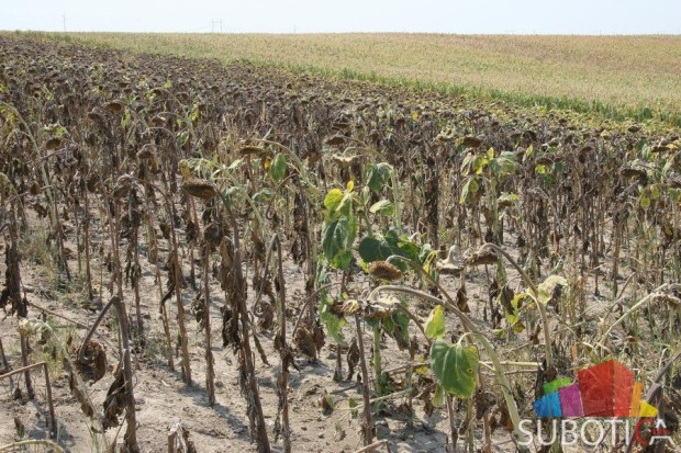 Nezaposlenost i komunalni problemi najveće su brige Bajmoka