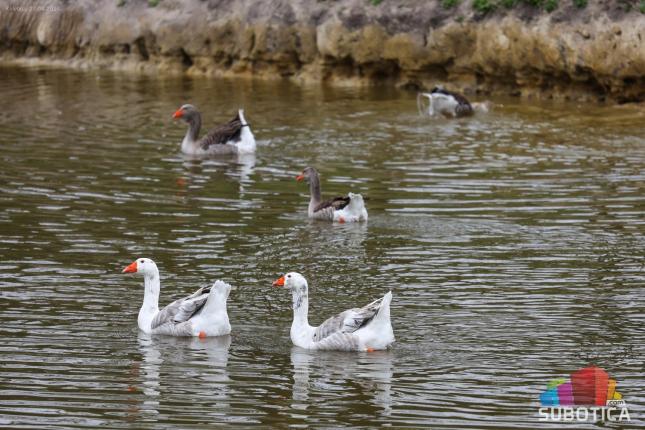 Prvomajska bajka na "Ergeli Kelebija"