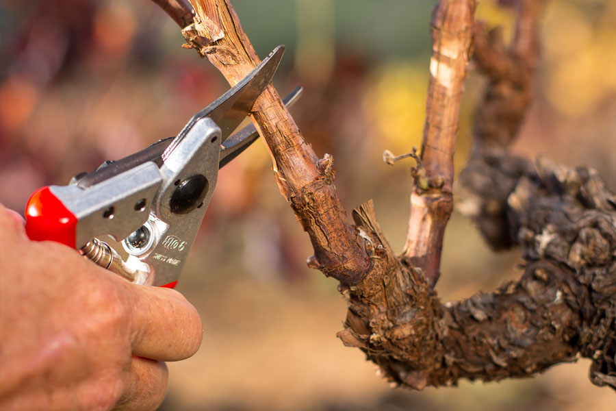 Da li je mart idealan mesec za zimsko orezivanje voća?