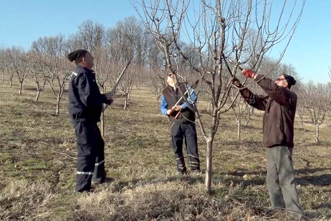 Da li je mart idealan mesec za zimsko orezivanje voća?