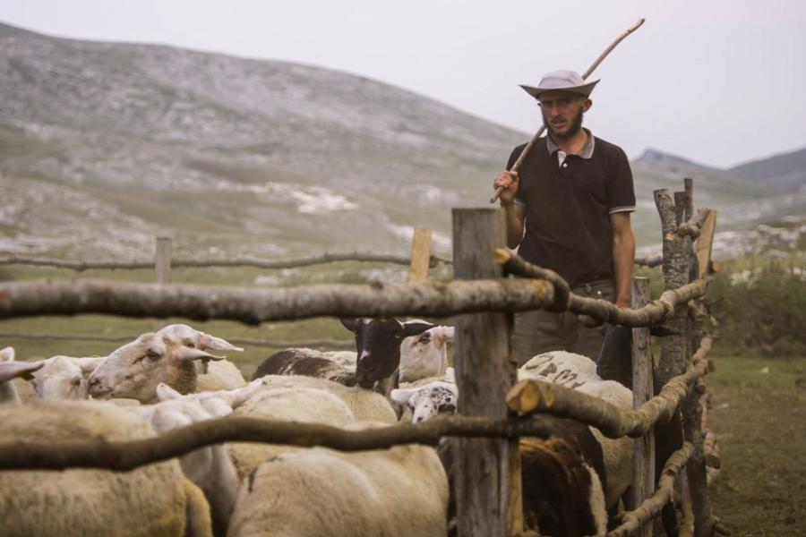 "Novi mađarski film, evropski dokumentarci i filmovi o očuvanju životne sredine"